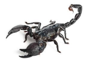 punture-morsi-scorpione